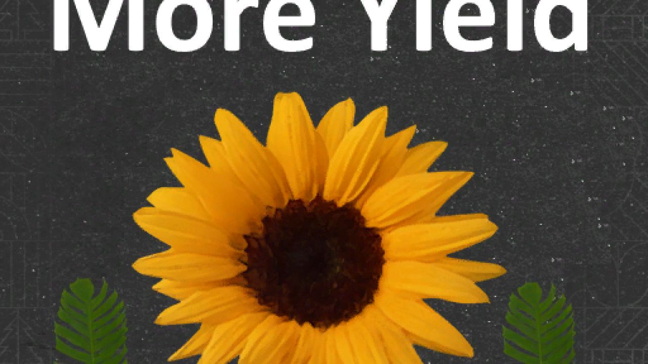 More Yield V1.0.1