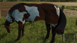 horsehelper-v1.0-3.jpg