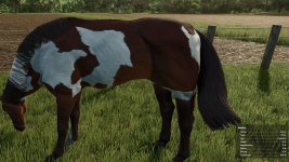 horsehelper-v1.0-2.jpg