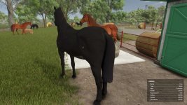 auto-horse-care-v1.0-1.jpg