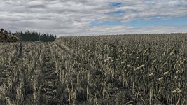 corn-texture-new-gen-v1.0-1.jpg