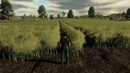 realistic-canola-growth-cycle-in-europe-v1.0-1.jpg realistic-canola-growth-cycle-in-europe-v1.0-1.jpg