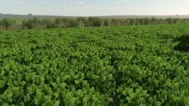 mint-foliage-v1.0-4.jpg