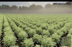 fs25-okra-and-edamame-prefab-v1.0-3.jpg