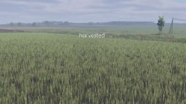 better-canola-texture-v1.0-5.jpg