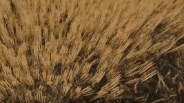 cut-wheat-barley-texture-v1.0-2.jpg