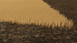 cut-wheat-barley-texture-v1.0-1.jpg