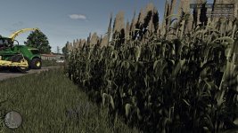 silage-sorghum-v1.0-2 (1).jpg