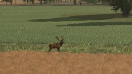 more-wild-animals-v1.1-1.jpg