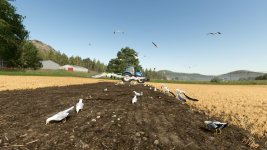 field-gulls-v1.0-1.jpg